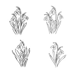 snowdrops, vector sketch