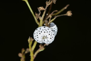 Braunwurzblattwespe, Tenthredo scrophulariae