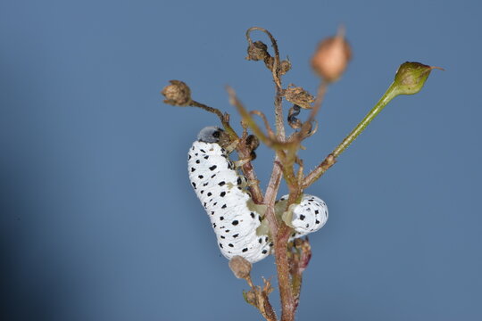 Braunwurzblattwespe, Tenthredo scrophulariae