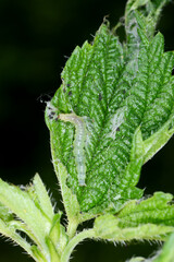 Brennnesselzünsler, Anania hortulata