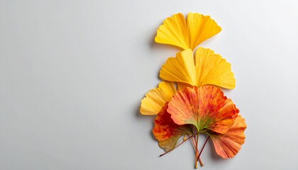 Obraz premium Autumn Ginkgo Leaves Arranged on Neutral Background for Natural Beauty and Wellness Concepts.