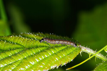  Buchen-Frostspanner,  Operophtera fagata