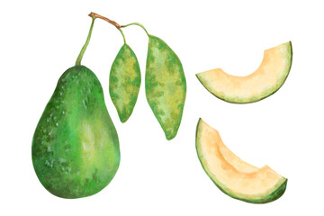 Whole avocado with slices and leaves. Botanical illustration with watercolor and marker. Hand drawn isolated art. Fruit for food or cosmetic packaging design, menus and packaging. Cookbook