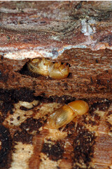 Borkenkäfer, Buchdrucker, Ips typographus © Peter Oetelshofen