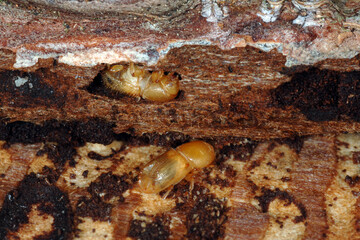 Borkenkäfer, Buchdrucker, Ips typographus