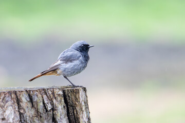 A male Black Redstart Phoenicurus ochruros bird perched on a mossy rock in a foggy morning.