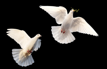 A pair of two white doves pigeons in flight, one carrying an olive branch. Isolated on a black background