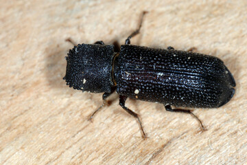 Borkenkäfer, Heterobastrychus aequalis (Bostrychidae)