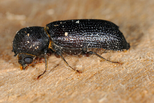 Borkenk&auml;fer, Heterobastrychus aequalis (Bostrychidae)