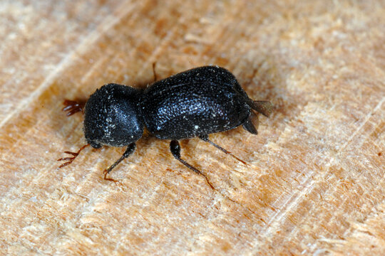 Borkenk&auml;fer, Sinoxylon  (Bostrychidae)