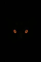 Glowing Cat Eyes in Dark Night