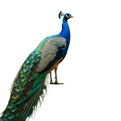 Obraz premium Majestic peacock with vibrant plumage against a dark background