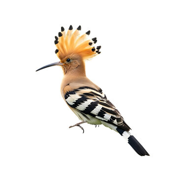 Close up of a hoopoe bird with its distinctive crest against a black background