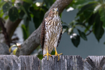 Cooper’s Hawk sitting on a fence in a backyard