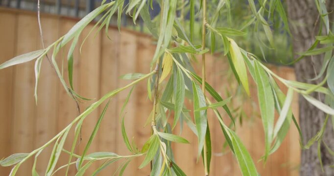 Macro shot of green willow leaves in a city environment with warm sunlight and blurred architectural background. Symbol of nature coexisting in urban spaces.