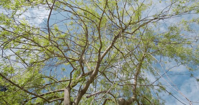 Delicate willow branches form&nbsp;a lacework against&nbsp;blue sky, with&nbsp;soft spring sun light filtering through&nbsp;fresh leaves.