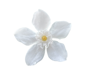 white flower isolated on white lily of the valley, Snowflake, Milky way, Winter cherry tree, Arctic Snow, Sweet Indrajao, Hyamaraca, Wrightia antidysenterica R. Br., White flowers, yellow writing, png