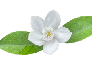 white flower isolated on white lily of the valley, Snowflake, Milky way, Winter cherry tree, Arctic Snow, Sweet Indrajao, Hyamaraca, Wrightia antidysenterica R. Br., White flowers, yellow writing, png