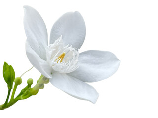 lily of the valley lily of the valley, Snowflake, Milky way, Winter cherry tree, Arctic Snow, Sweet Indrajao, Hyamaraca, Wrightia antidysenterica R. Br., White flowers, yellow writing, png