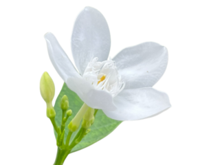 white flower isolated on white lily of the valley, Snowflake, Milky way, Winter cherry tree, Arctic Snow, Sweet Indrajao, Hyamaraca, Wrightia antidysenterica R. Br., White flowers, yellow writing, png