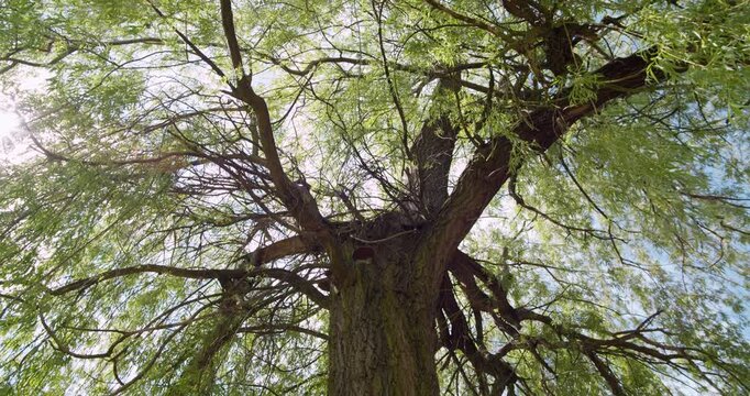 Upward view of an old willow tree with green leaves, sunlight, and mushrooms growing on the trunk. A symbol of urban nature, resilience, and ecological coexistence.