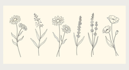 Botanical line art illustration of various flowers on a cream background.