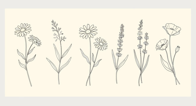 Botanical line art illustration of various flowers on a cream background.