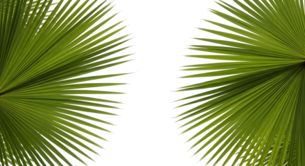 Frame of large green fan palm leaves on the sides, isolated on transparent background.