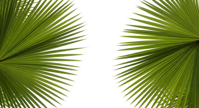 Frame of large green fan palm leaves on the sides, isolated on transparent background.