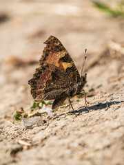 Side View of a Small Tortoiseshell Butterfly
