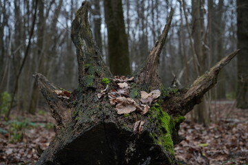 Fototapeta premium Driftwood