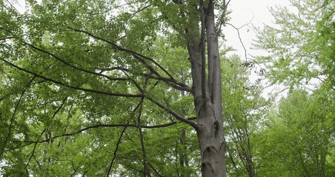 Upward view of a beech tree surrounded by lush green forest canopy in Niebieska Dolina Nature Reserve, Poland, symbolizing natural beauty and conservation.