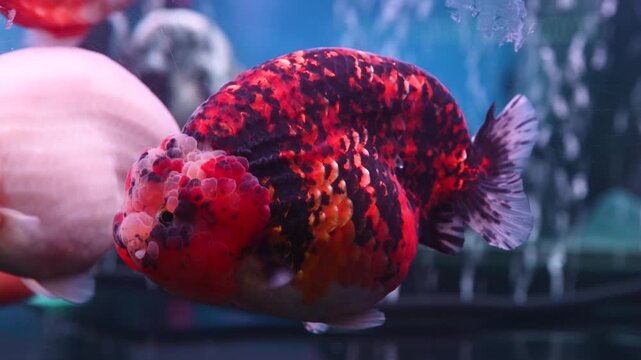 4K Close-up a black goldfish ranchu swim in glass fish tank