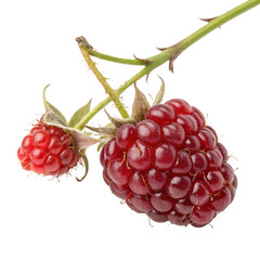 A whole dewberry fruit isolated on a transparent background
