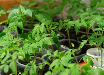 Tomato plant seedlings in plastic containers. Close-up