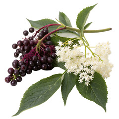 A whole elderberry isolated on a transparent background
