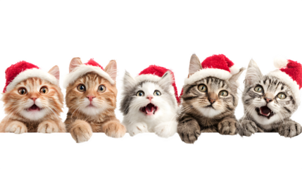 Festive cats wearing Santa hats posing playfully isolated on white background