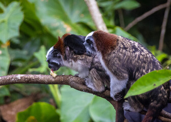 Geoffroy's tamarins monkeys on a tree.