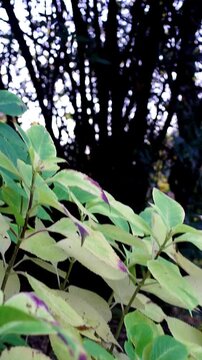 Vegetazione nei colori autunnali del sud europa - foglie e piante
