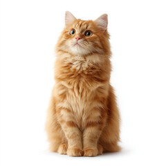 Fluffy orange cat sitting upright with curious expression