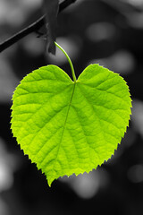 Foliage of large-leaved lime or linden (Tilia platyphyllos) in springtime Heart shaped bright green, fresh leaf with vein structures backlit by sun. Colorful leaf isolated on dark black and white.