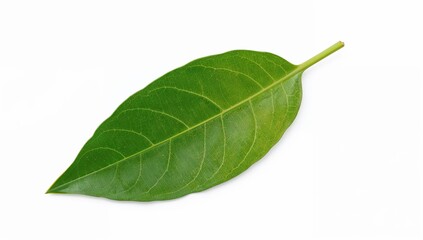 Obraz premium Fresh green leaf closeup isolated on white background showing natural texture and veins, botanical minimal nature concept