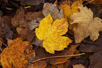 Yellow autumn leaves lie on the grass in the park.