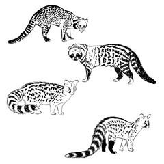 civet, vector sketch