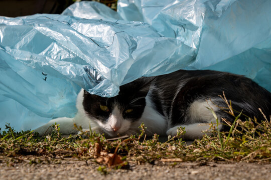 Cat hiding under a blue plastic sheet
