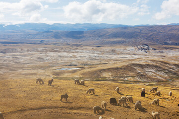 Obraz premium Alpaca