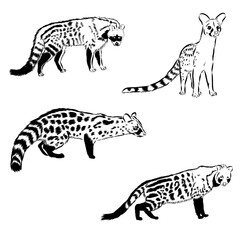 civet, vector sketch