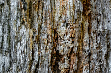 Texture of dry old tree trunk as abstract natural background.