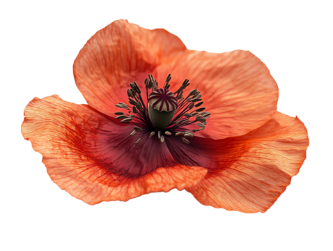 Red poppy flower isolated on transparent background