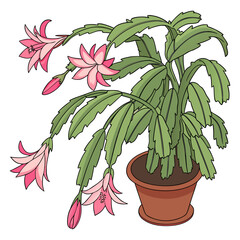 Pink Christmas Cactus in Pot Isolated on White Background.